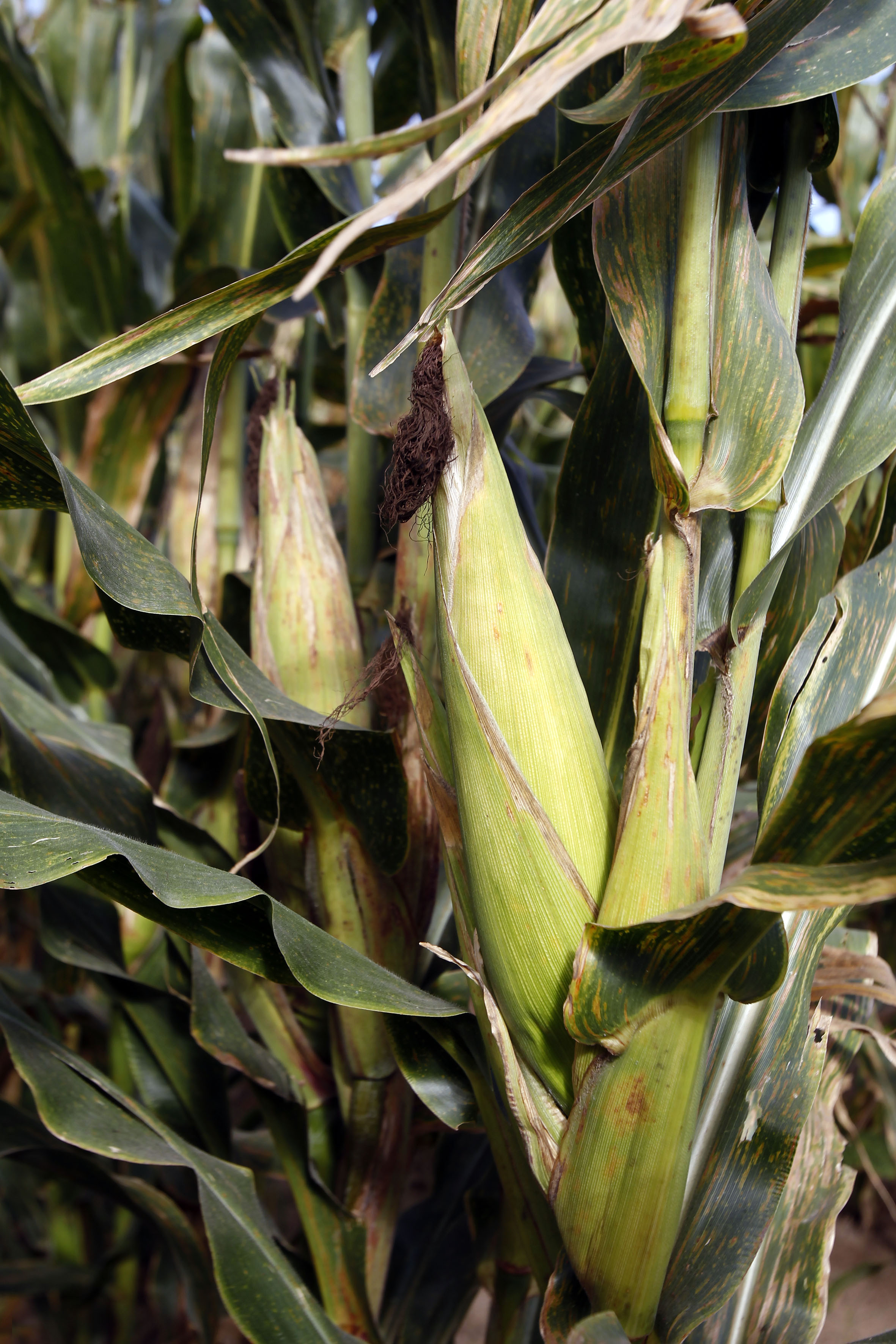 Experta detalla las consecuencias negativas del maíz transgénico 