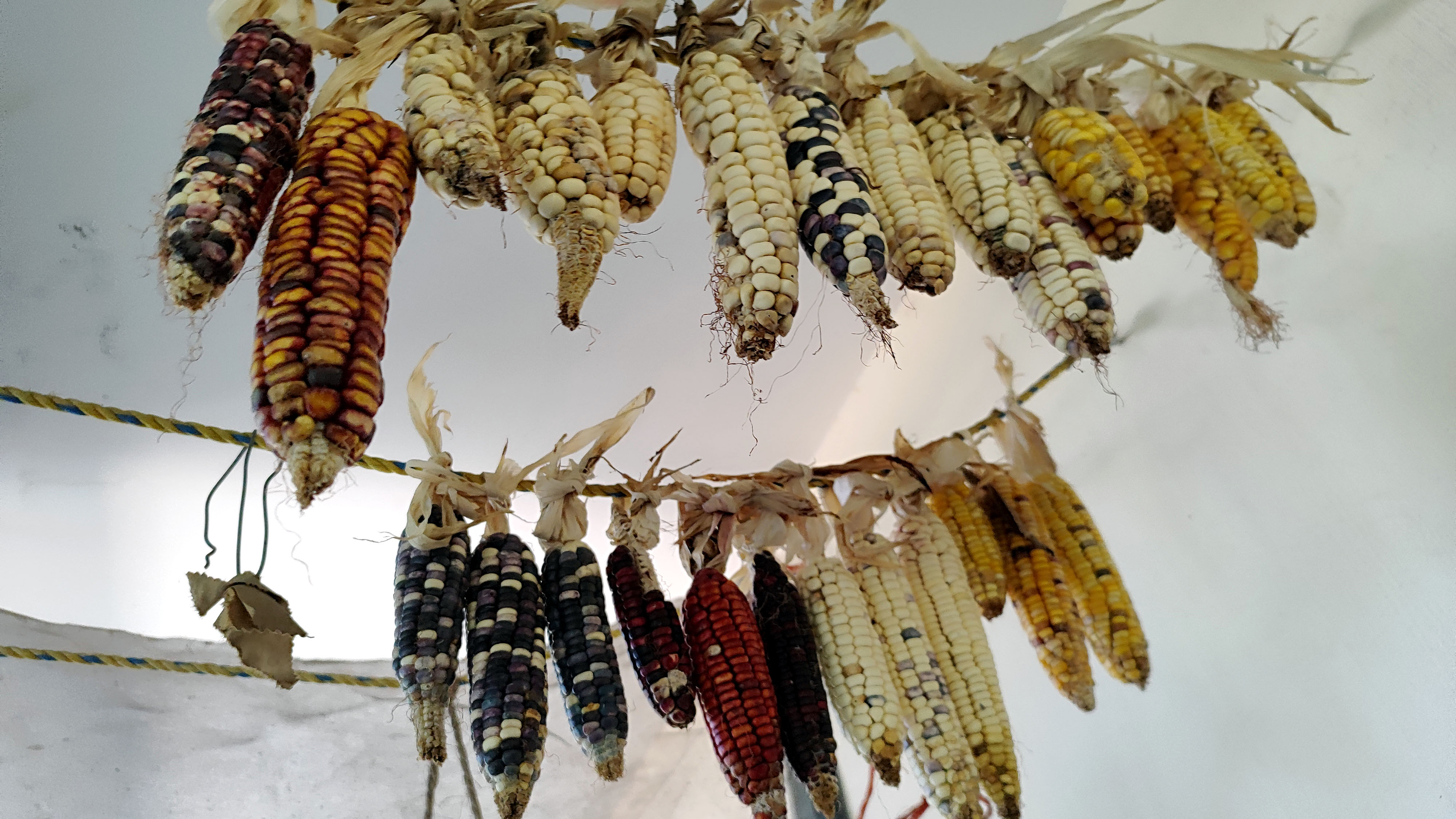 Experta detalla las consecuencias negativas del maíz transgénico 