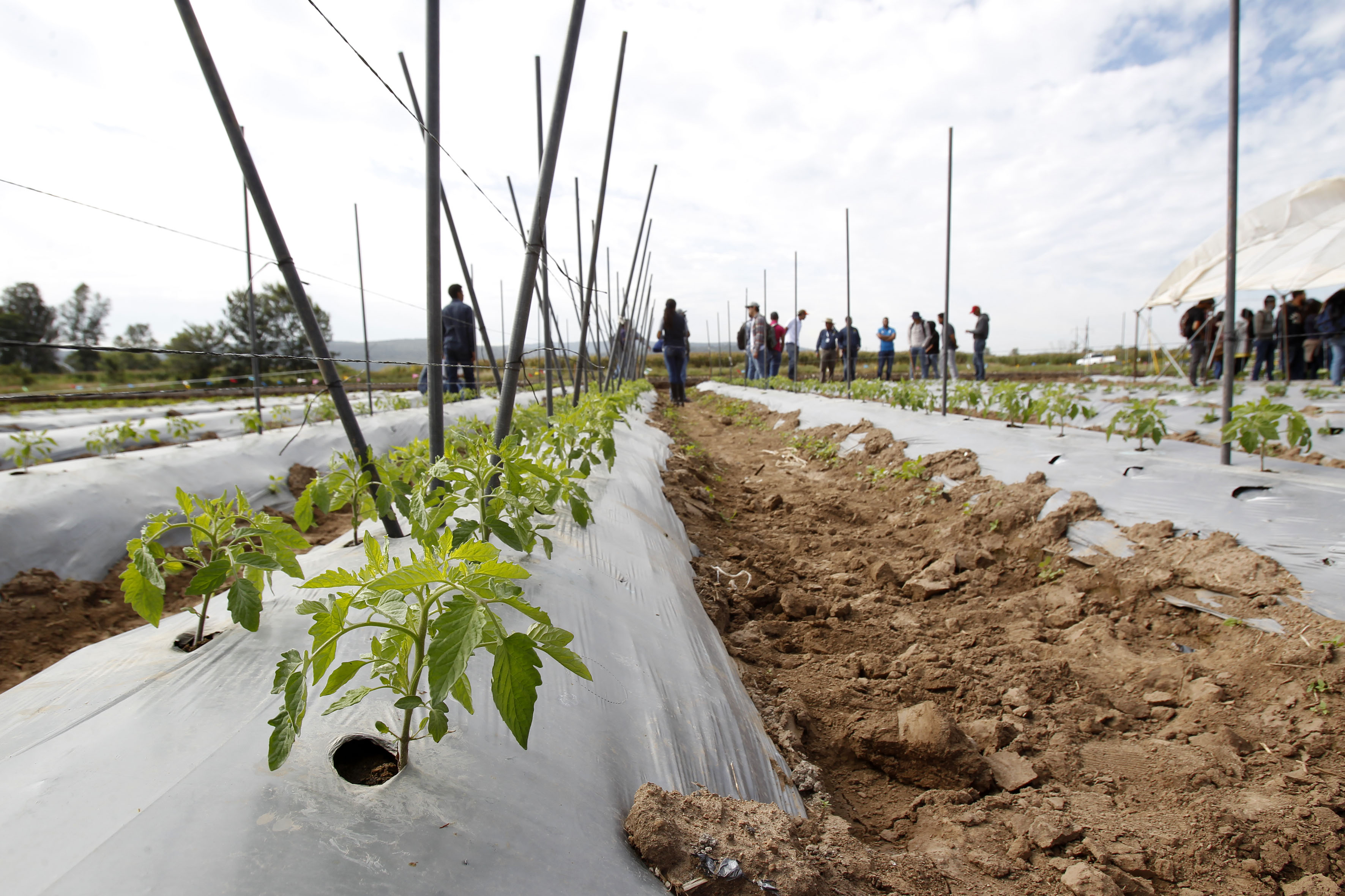 Acelera cambio climático plagas y enfermedades en cultivos agrícolas