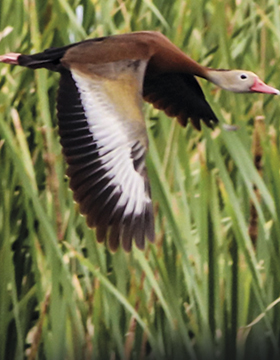 Identidad gráfica para promocionar la Exposición fotográfica Entre el agua y las plumas que se desarrollará en el CUSur 