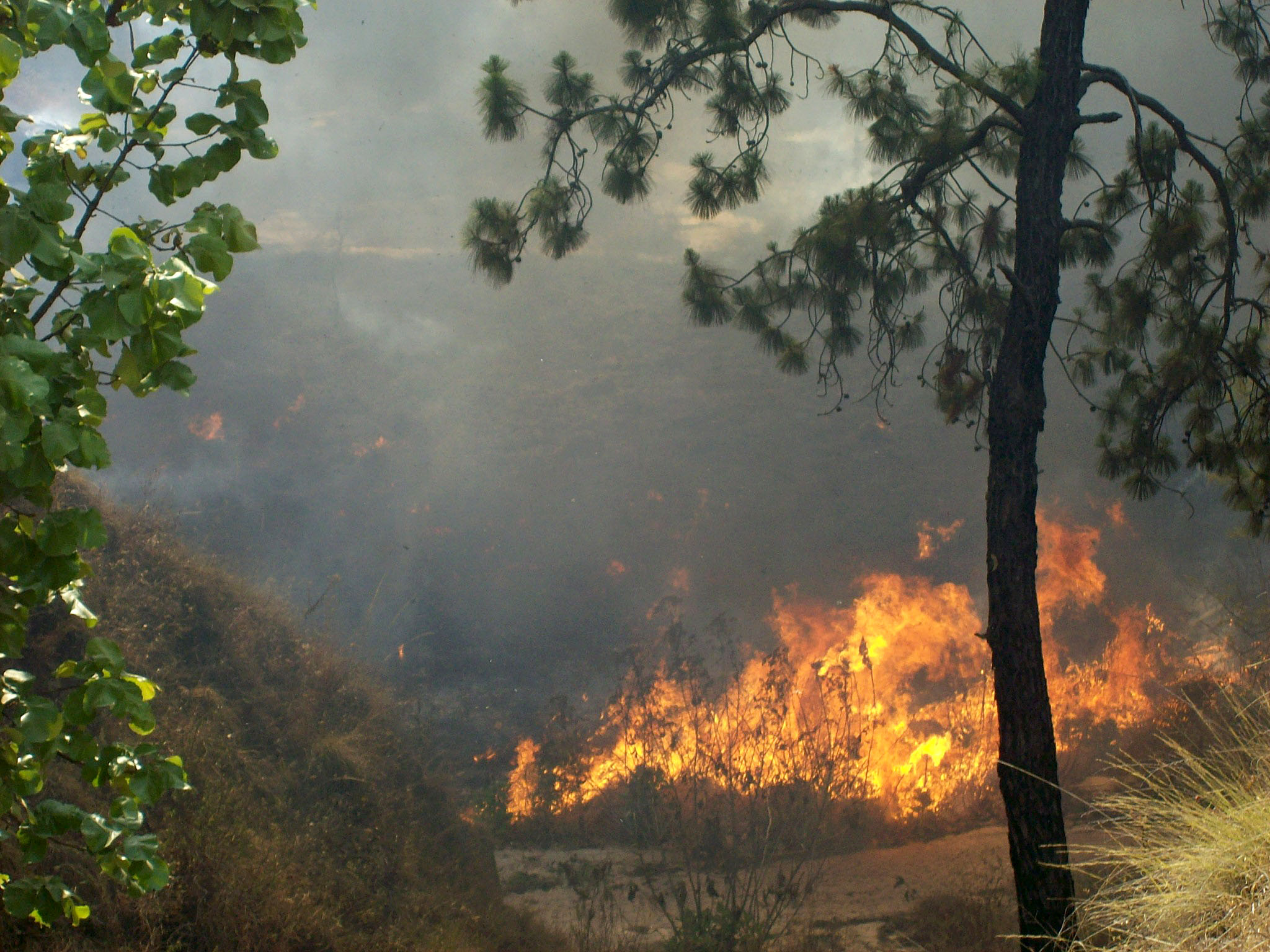  Incendio en el bosque 