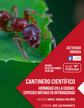 Cantinero científico: Hormigas en la ciudad: especies nativas vs introducidas