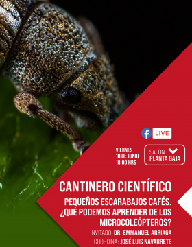 Cantinero científico: Pequeños escarabajos cafés. ¿Qué podemos aprender de los microcoleópteros?