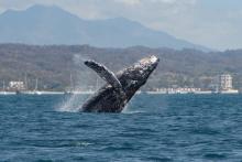 Buscan garantizar protección de la ballena en Bahía de Banderas, ante las 200 embarcaciones turísticas que llegan
