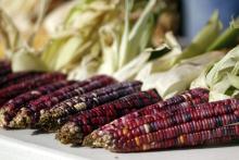 Experta detalla las consecuencias negativas del maíz transgénico 