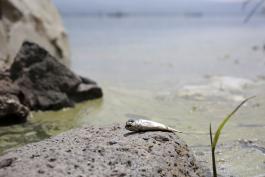 Estudio de la UdeG indica que es necesario atender la laguna