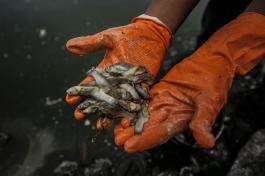 Mortandades de peces en la Laguna de Cajititlán, Jalisco