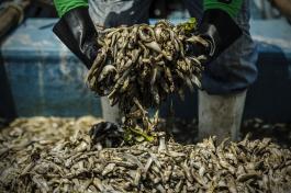 Mortandades de peces en la Laguna de Cajititlán, Jalisco