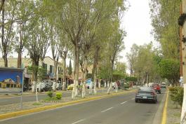 Entrevista con la doctora Margarita Anaya, del CUTonalá, así como con estudiantes quienes desarrollan el proyecto Censo de arbolado público en Tonalá y la zona metropolitana de Guadalajara