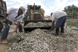 Mortandades de peces en la Laguna de Cajititlán, Jalisco