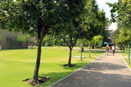 Las áreas verdes del campus son consideradas por alumnos y maestros como un oasis verde.