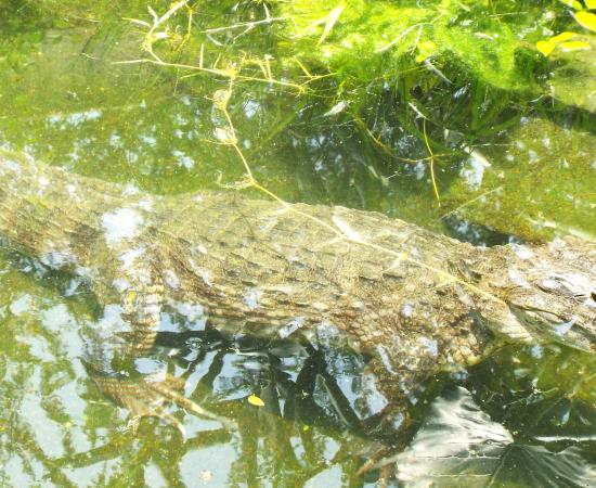 CUCosta fortalece la investigación, capacitación y educación ambiental sobre cocodrilos en la región costera de Jalisco y Nayarit