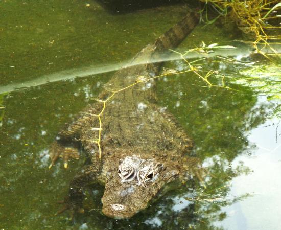CUCosta fortalece la investigación, capacitación y educación ambiental sobre cocodrilos en la región costera de Jalisco y Nayarit