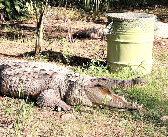 CUCosta fortalece la investigación, capacitación y educación ambiental sobre cocodrilos en la región costera de Jalisco y Nayarit