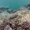 Estrés en los corales amenaza a este ecosistema.