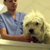 Licenciatura en medicina veterinaria y zootecnia entre las carreras con mayor demanda