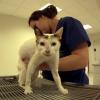 Licenciatura en medicina veterinaria y zootecnia entre las carreras con mayor demanda