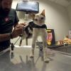 Licenciatura en medicina veterinaria y zootecnia entre las carreras con mayor demanda