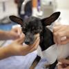 Licenciatura en medicina veterinaria y zootecnia entre las carreras con mayor demanda