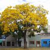 Presentan libro "Chapalita ciudad jardín arboles y arbustos"